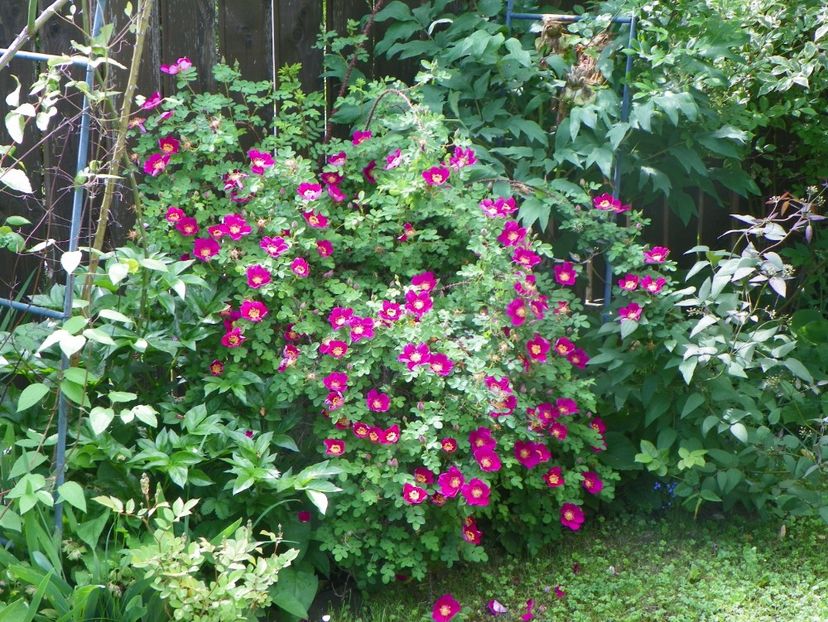 29 mai (110) - Trandafiri 2019