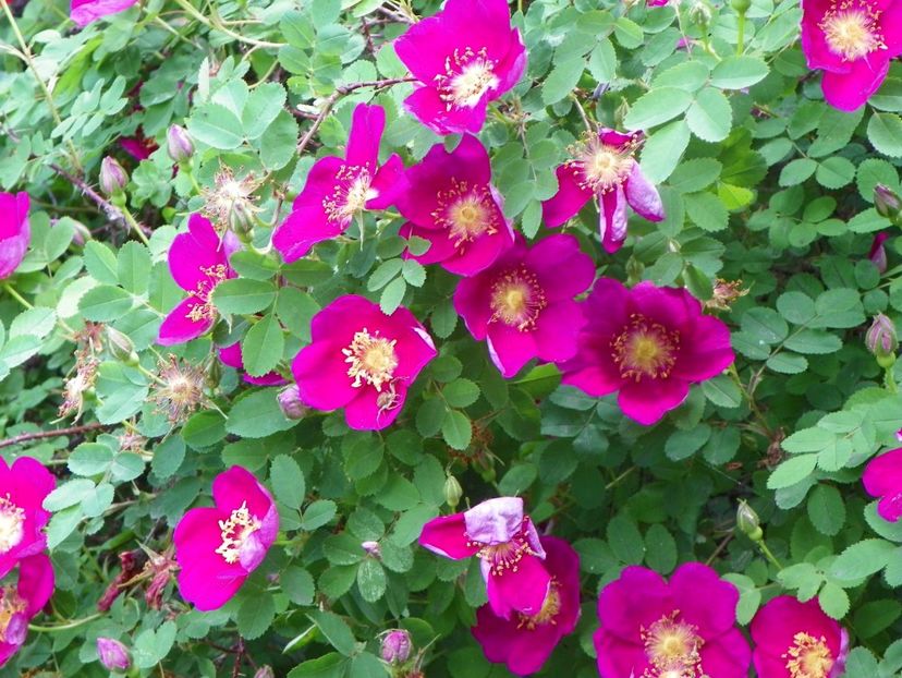 29 mai (113) - Trandafiri 2019