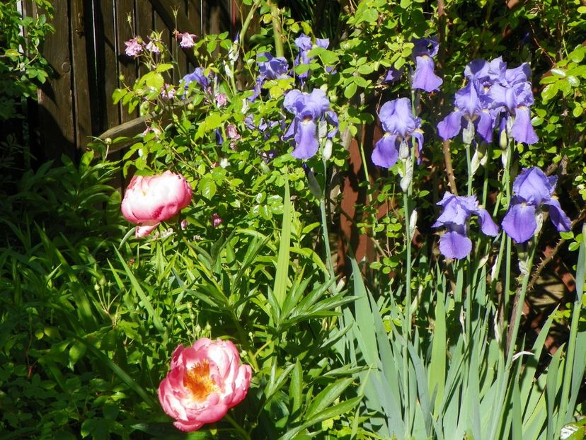 29 mai (62) - Primavara 2019