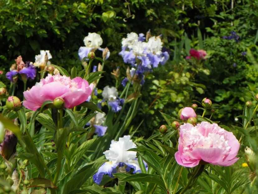 29 mai (133) - Primavara 2019