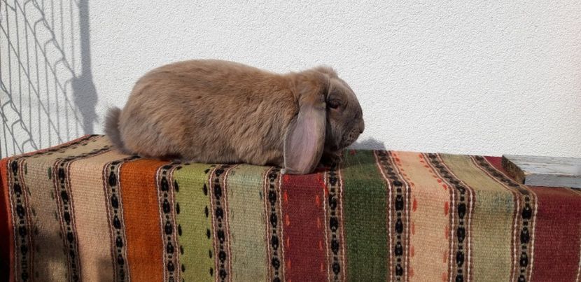 5.880 kg - Mascul izabel