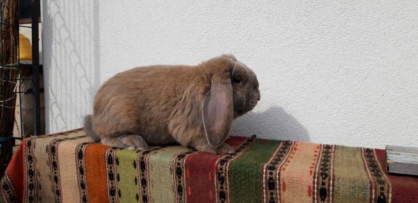 30.05.2019 - Mascul izabel