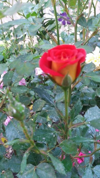 Dimov mini - Gradina 2019