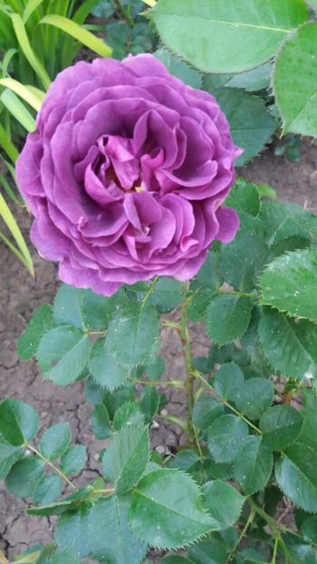 Minerva - Gradina 2019
