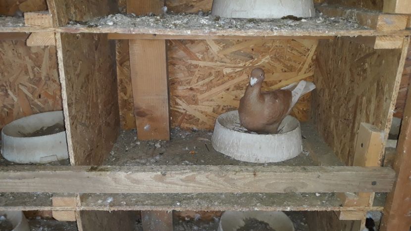  - Pui si maturi germani