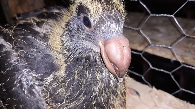  - Pui si maturi germani