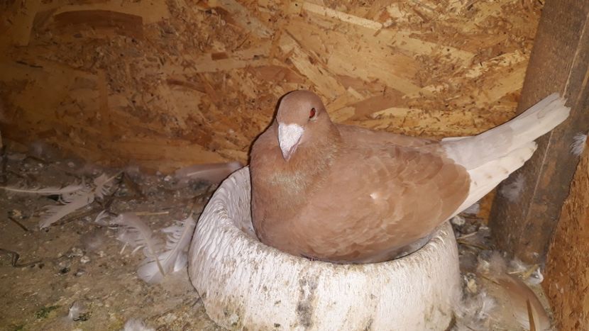  - Pui si maturi germani