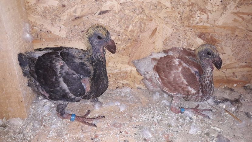  - Pui si maturi germani