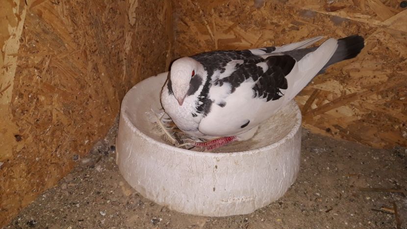  - Pui si maturi germani