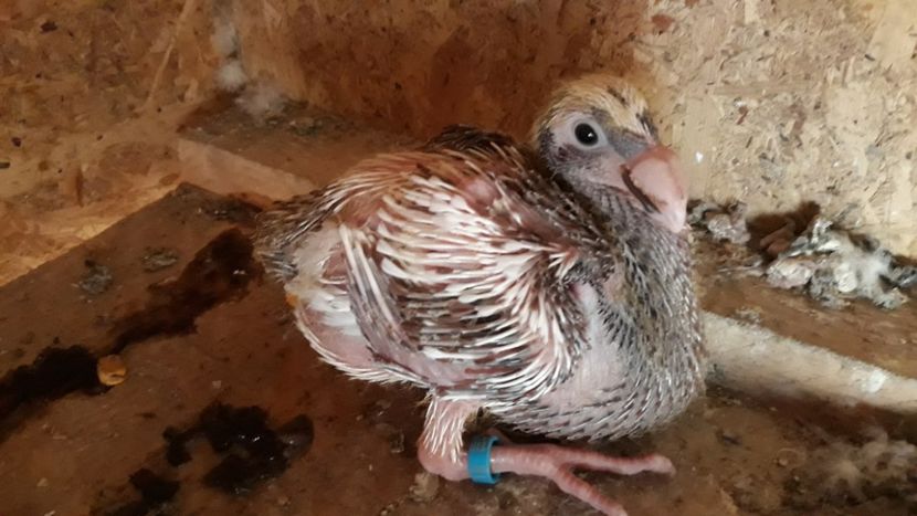  - Pui si maturi germani