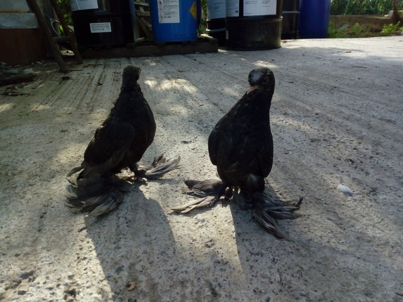  - jucatori de botosani 2019