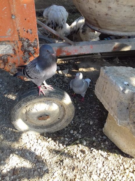 IMG-20190530-WA0008 - Pui 2019