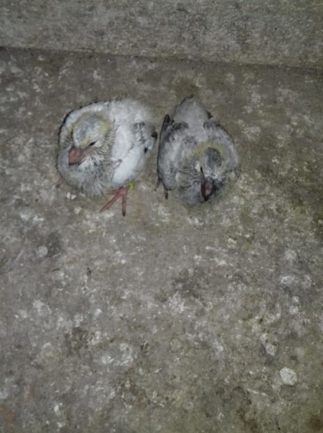 IMG-20190530-WA0010 - Pui 2019