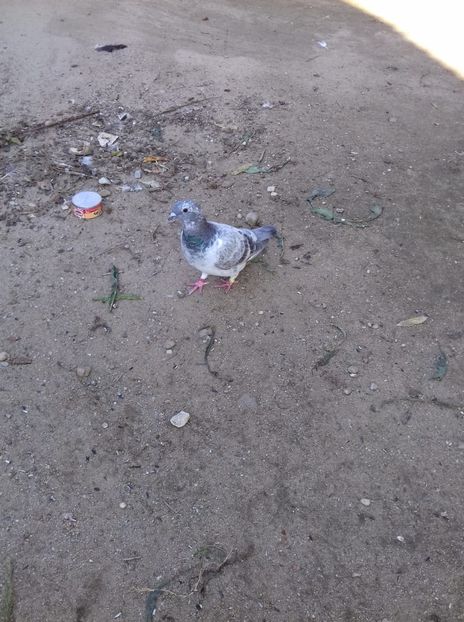 IMG-20190530-WA0017 - Pui 2019