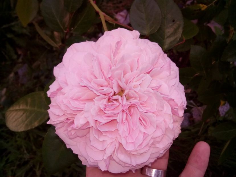  - Alexandra Princesse de Luxembourg urcător