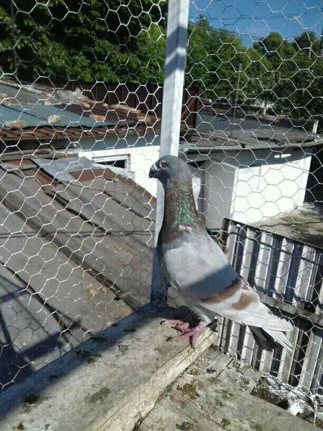 mascul 2016 - Voaiajori stil vechi