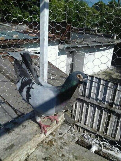 mascul 2016 - Voaiajori stil vechi