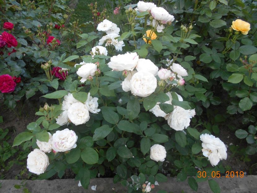  - Winchester Cathedral