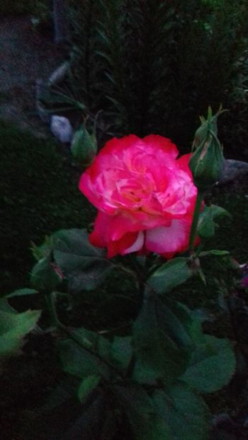  - 5-Trandafiri în grădină 2019