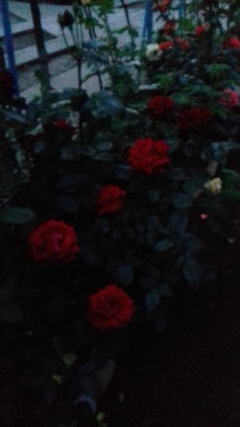  - 5-Trandafiri în grădină 2019