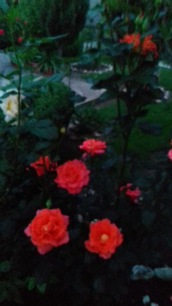  - 5-Trandafiri în grădină 2019