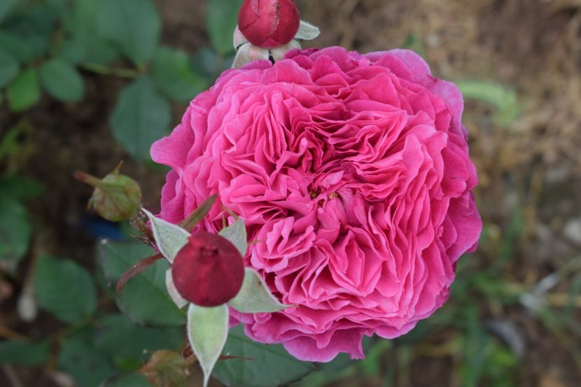  - TRANDAFIRI PRIMAVARA 2019 III