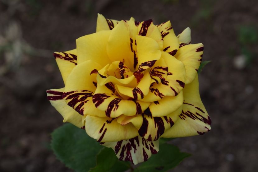  - TRANDAFIRI PRIMAVARA 2019 III