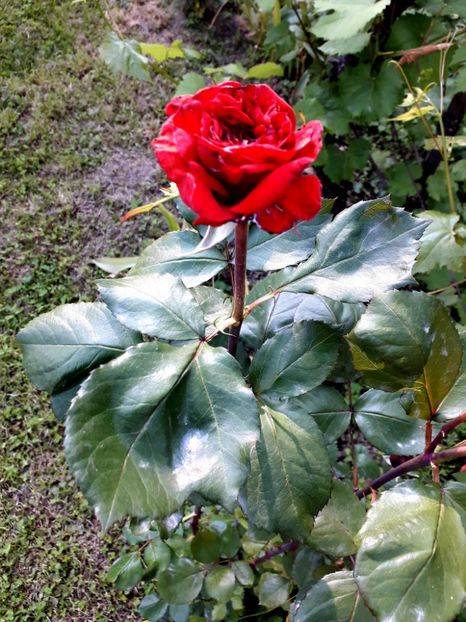  - TRANDAFIRI 2018-2019