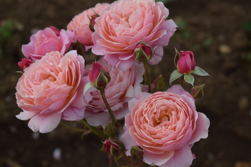  - TRANDAFIRI PRIMAVARA 2019 III