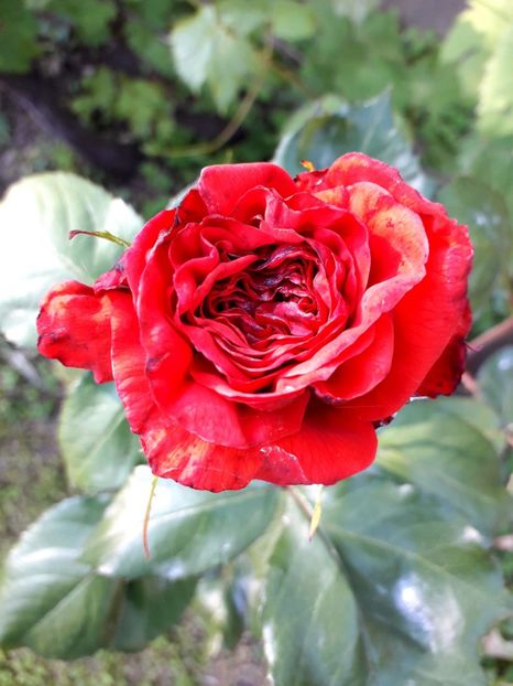  - TRANDAFIRI 2018-2019