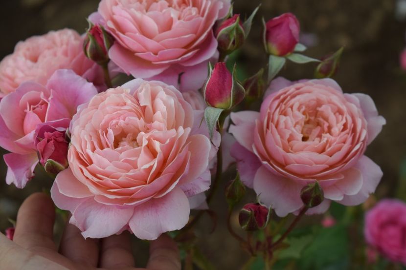  - TRANDAFIRI PRIMAVARA 2019 III