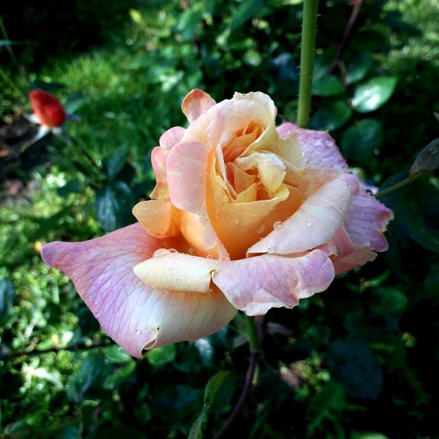  - TRANDAFIRI 2018-2019