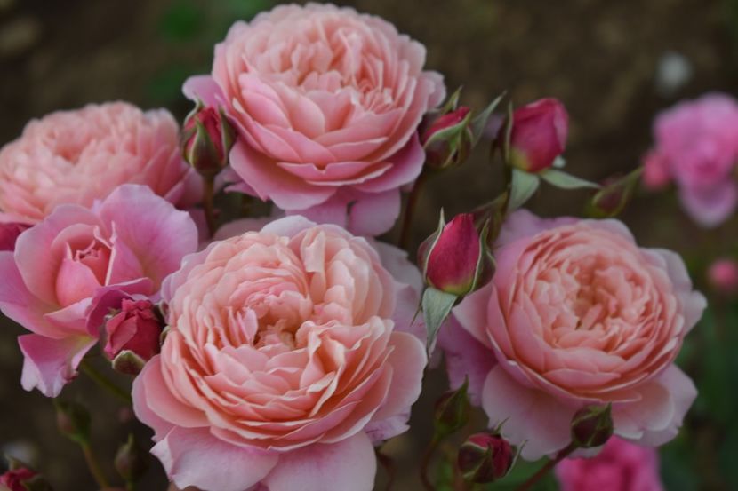  - TRANDAFIRI PRIMAVARA 2019 III