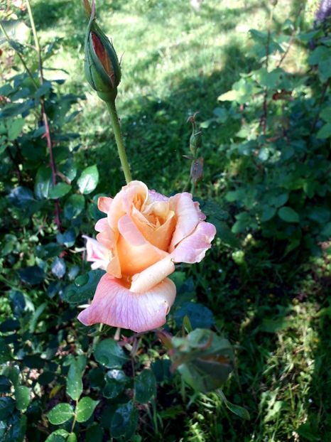  - TRANDAFIRI 2018-2019