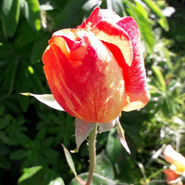  - TRANDAFIRI 2018-2019