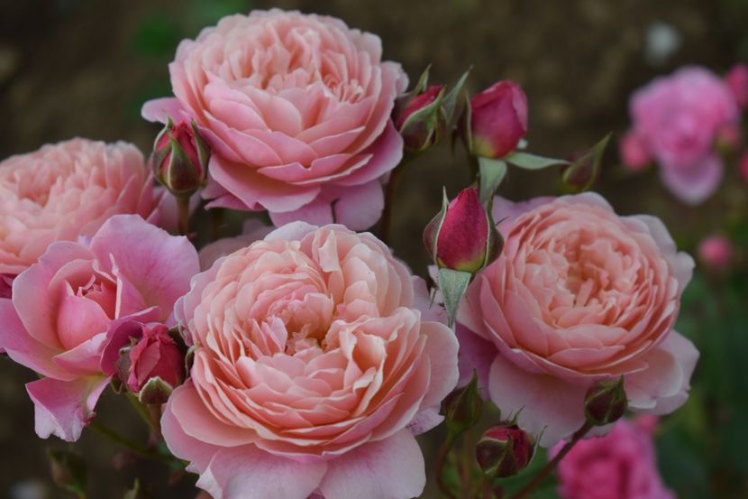  - TRANDAFIRI PRIMAVARA 2019 III