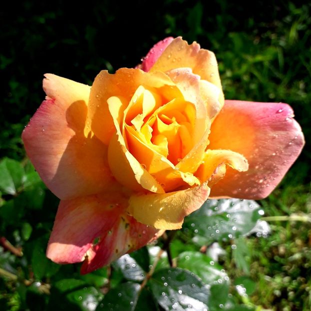  - TRANDAFIRI 2018-2019