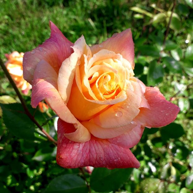  - TRANDAFIRI 2018-2019