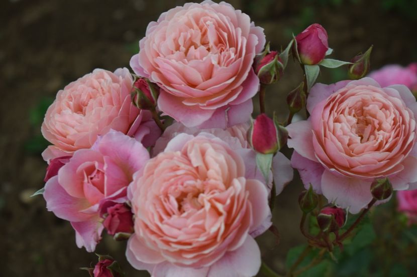  - TRANDAFIRI PRIMAVARA 2019 III