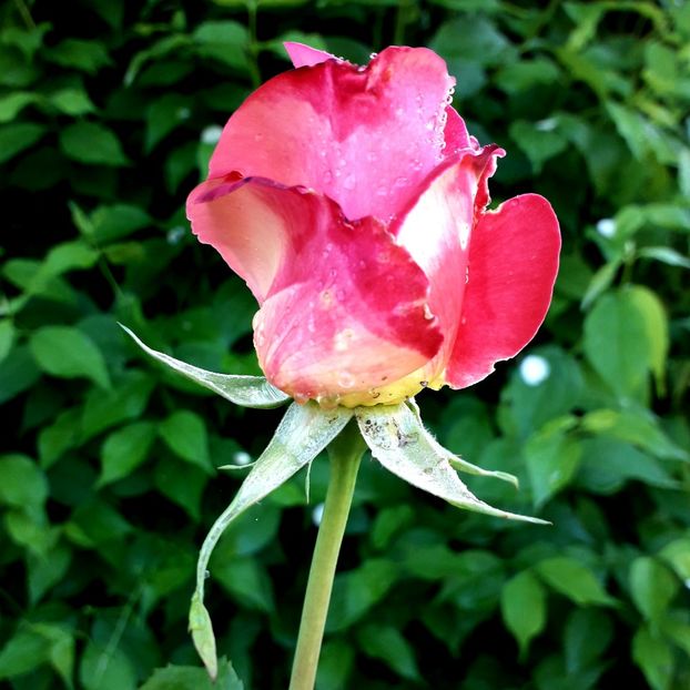  - TRANDAFIRI 2018-2019