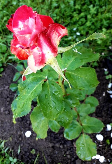  - TRANDAFIRI 2018-2019