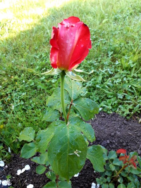  - TRANDAFIRI 2018-2019