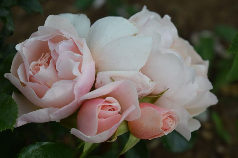  - TRANDAFIRI PRIMAVARA 2019 III