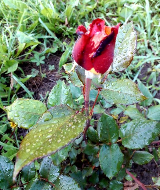  - TRANDAFIRI 2018-2019