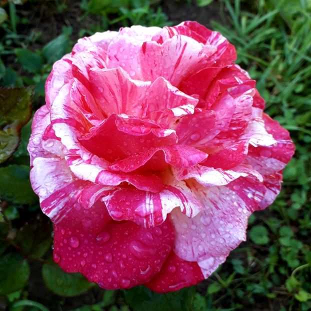  - TRANDAFIRI 2018-2019