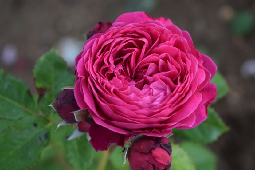  - TRANDAFIRI PRIMAVARA 2019 III