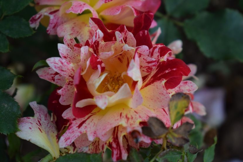  - TRANDAFIRI PRIMAVARA 2019 III