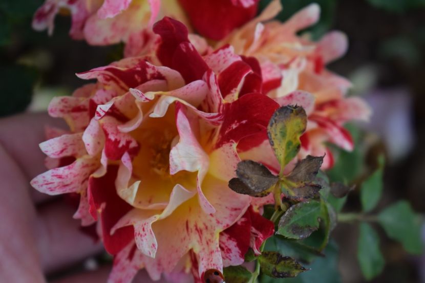  - TRANDAFIRI PRIMAVARA 2019 III