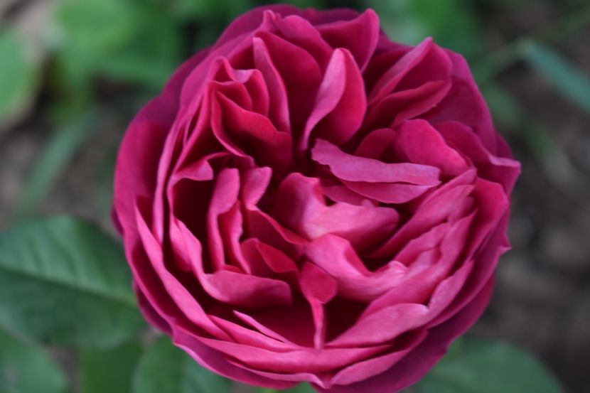  - TRANDAFIRI PRIMAVARA 2019 III