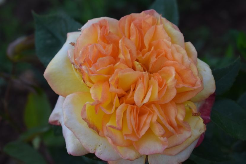  - TRANDAFIRI PRIMAVARA 2019 III